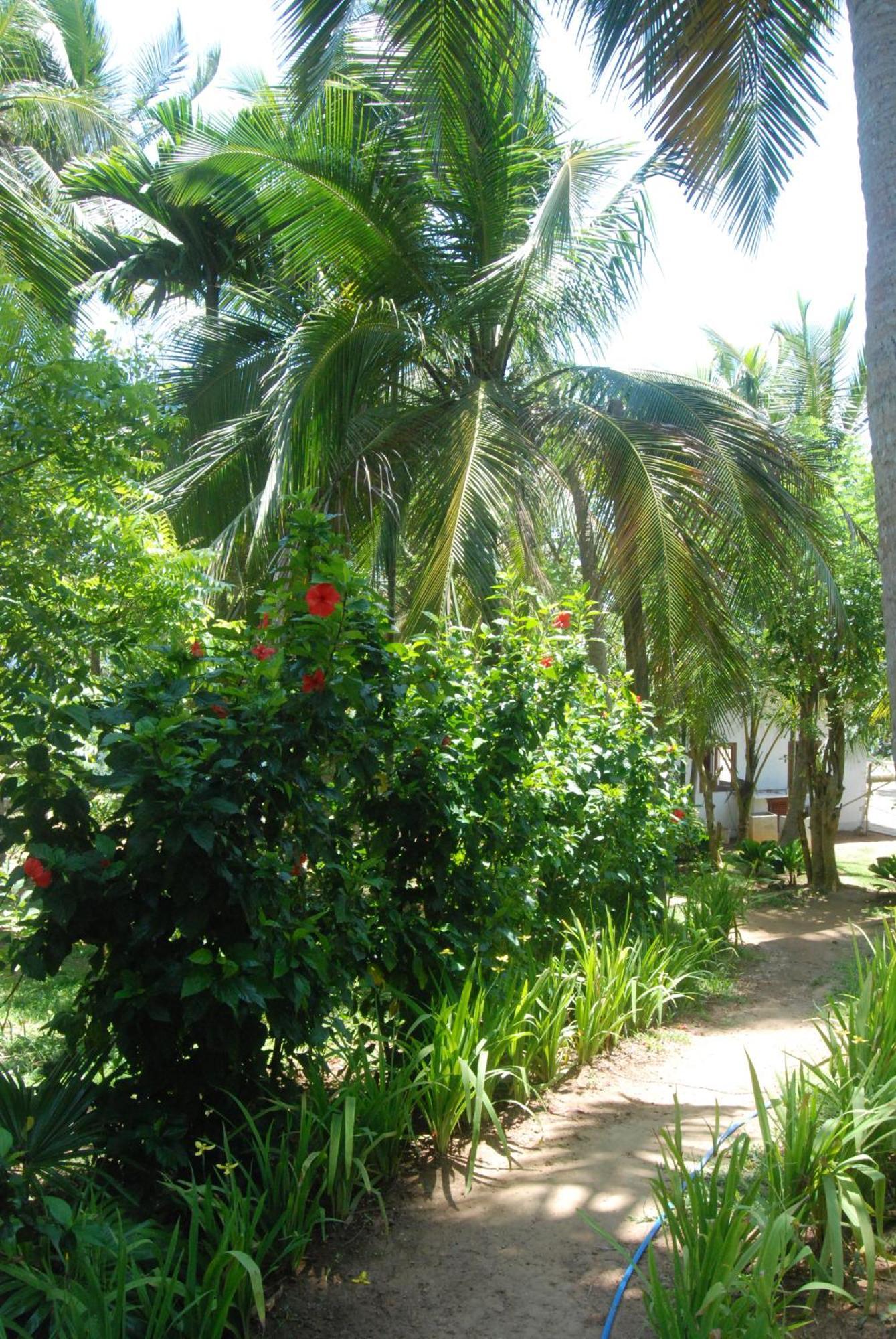 The Saffron House Hotel Dikwella Bagian luar foto